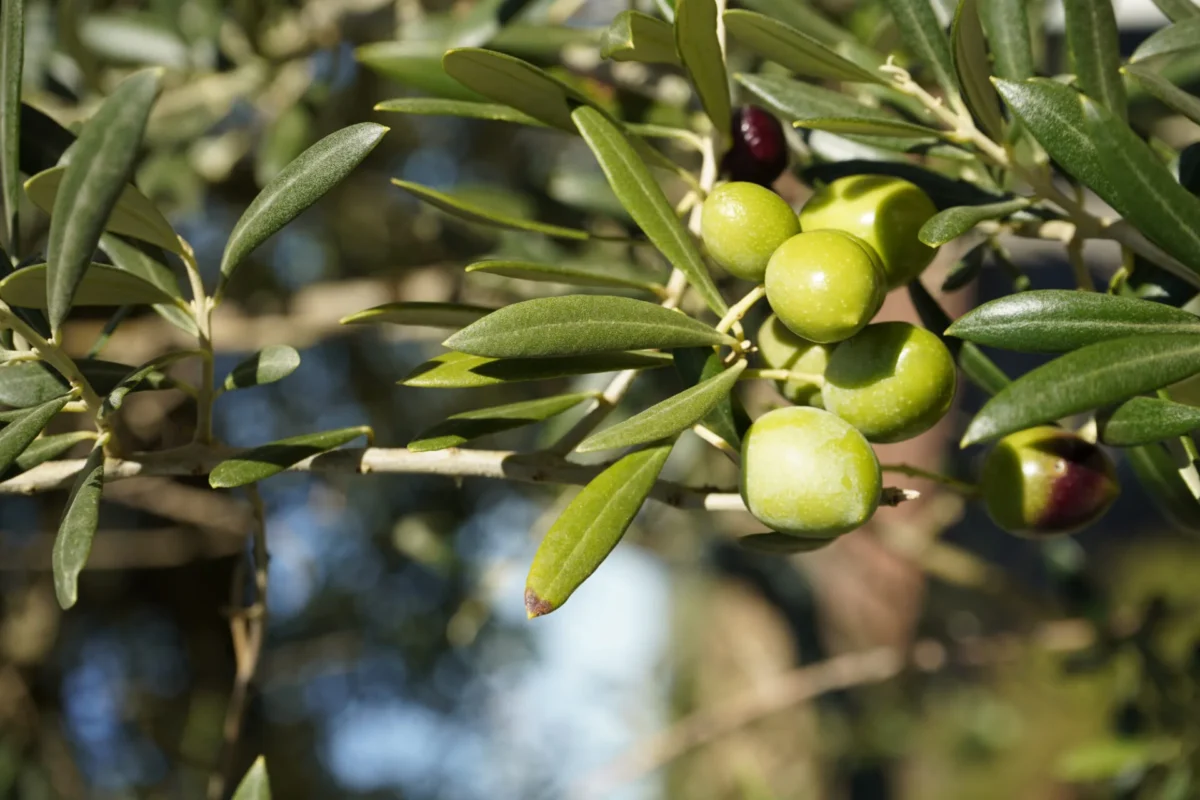 Oliveira - Azeitonas